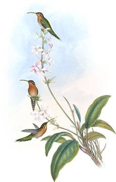 Green-staart Hermit, John Gould van Hummingbirds
