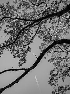 Der Baum und das Flugzeug 3-2 BNW
