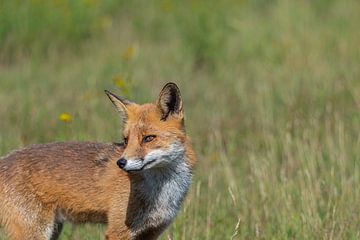 The fox poses for the camera by Joeri Imbos