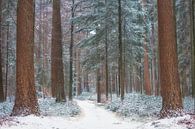 Winterwald von Cor de Hamer Miniaturansicht