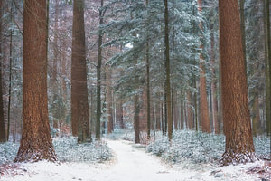Winterwald