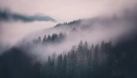 Cloud forest by Uwe Merkel thumbnail