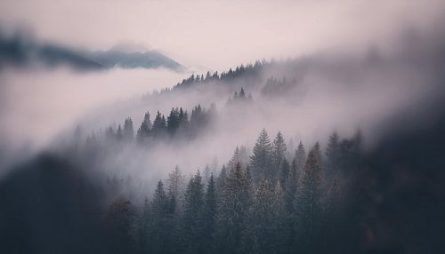 Nebelwald von Uwe Merkel