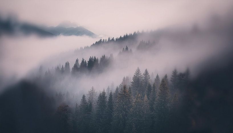 Cloud forest by Uwe Merkel