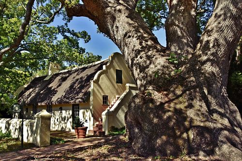 Cape Dutch cottage under camphor tree