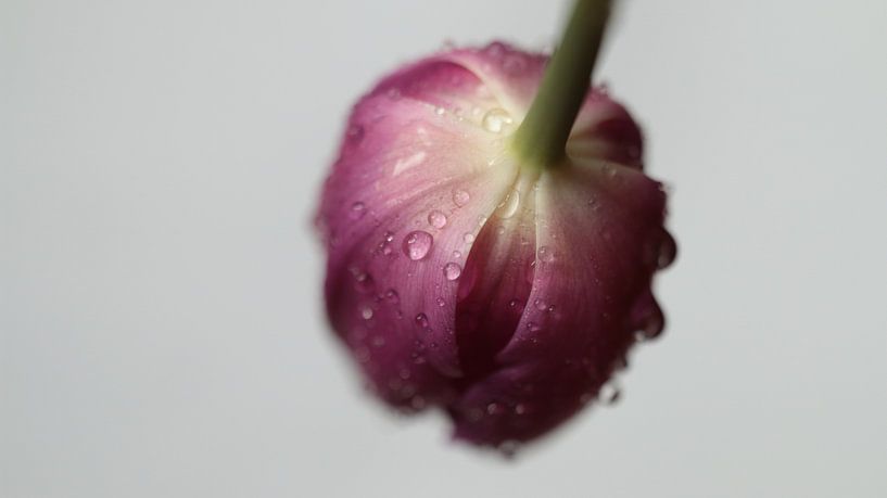 Tulip by Arjo van Timmeren