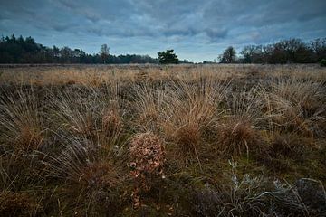 Elspeetse heide van Jenco van Zalk