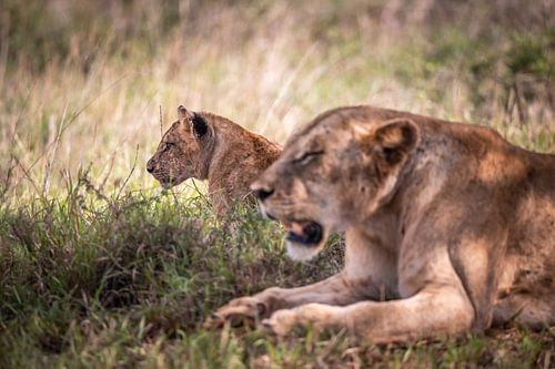 Baby lion in focus with mother lioness, Kenya Africa