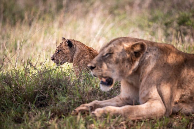 Baby lion in focus with mother lioness, Kenya Africa by Fotos by Jan Wehnert