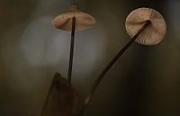 Mycena paddenstoel van Erik Veltink thumbnail