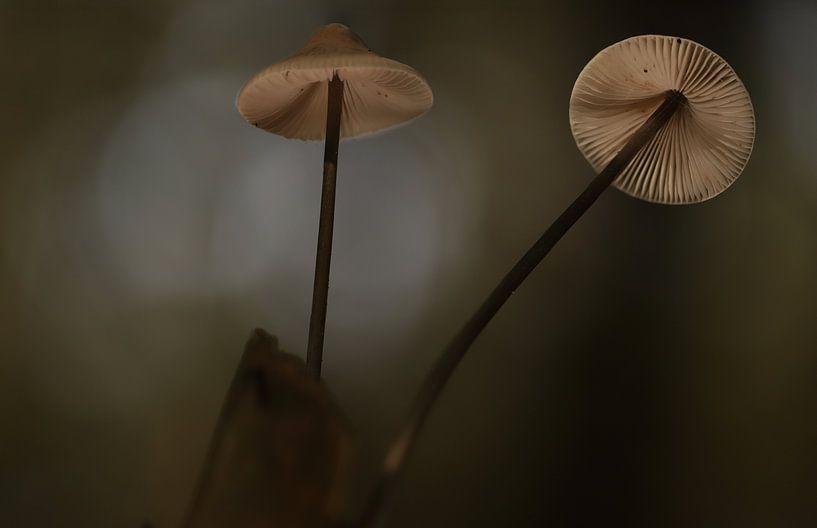 Mycena paddenstoel van Erik Veltink