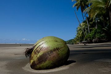 Kokosnoot op het strand van Tessa Louwerens