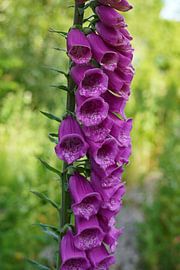 vingerhoedskruid van foto's van gijs