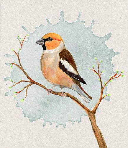 Een appelvink aquareltekening