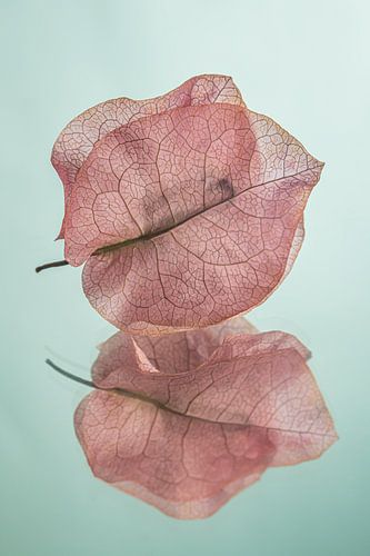 Fragiel en breekbaar: Gedroogde oudroze blaadjes