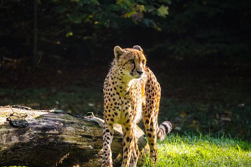 Watchful meerkat on lookout among the trees