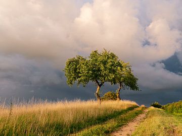 After the summer storm by Max Schiefele