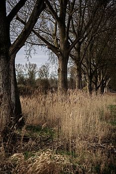 De langste tijd gehad