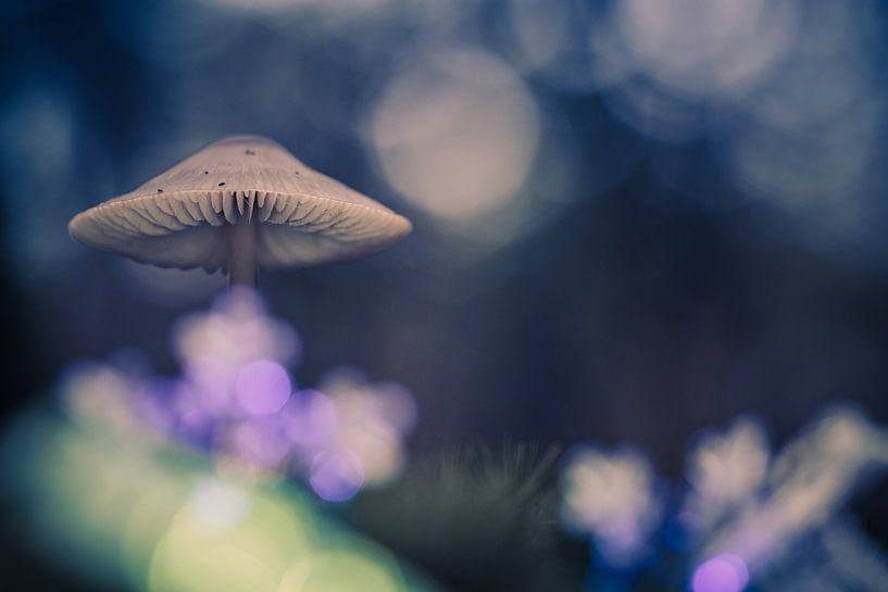 Parasol 2 par peterheinspictures