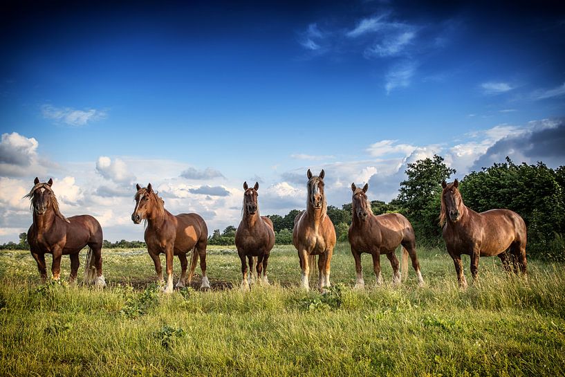 Schleswiger Kaltblut von Annett Mirsberger