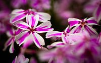 Phlox 'Candy Stripes' van William Mevissen thumbnail
