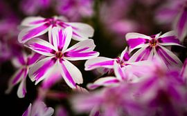 Phlox 'Candy Stripes'
