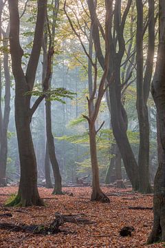 Bos van de dansende bomen van Evert Jan Kip