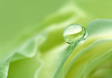 Green Peace (Drop in Spring Green) by Caroline Lichthart