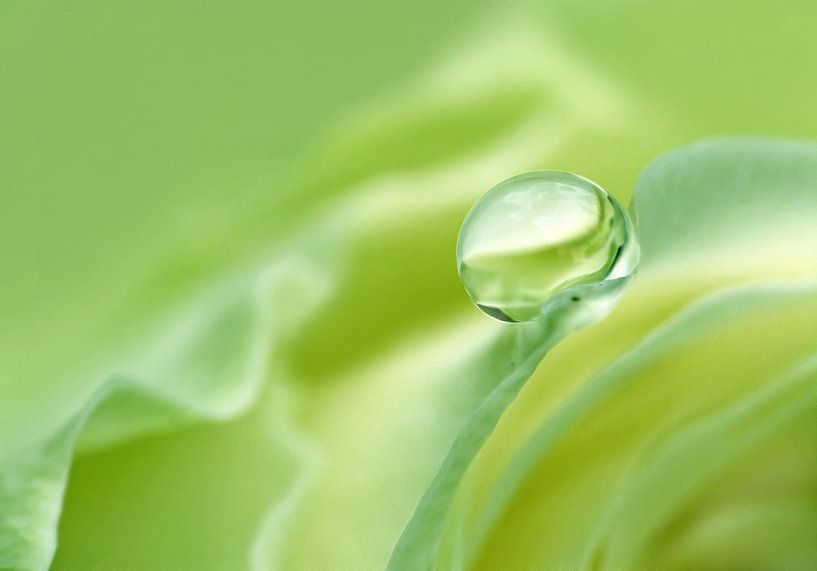 Grüner Frieden (Frühlingsgrüner Tropfen) von Caroline Lichthart