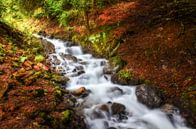 Small forest stream by Nicc Koch thumbnail