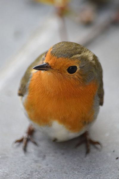 Robin by Jarne Buttiens