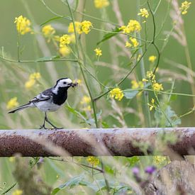 White wagtail by Bas Groenendijk