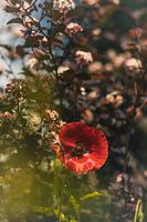 Poppy