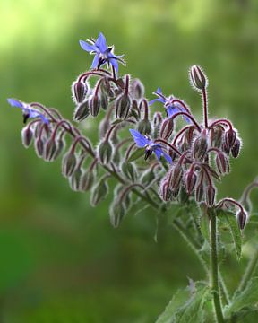 Komkommerkruid, Borage, Bernagie van Anne Wil Stegeman