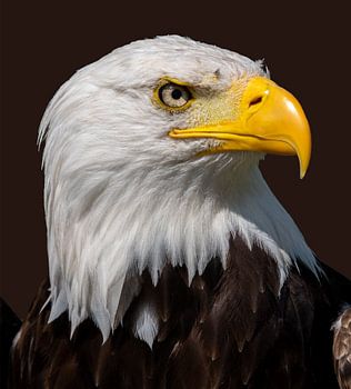 Focus of the American Bald Eagle