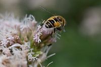 Makro einer Biene auf einer Blume
