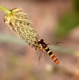 Beautiful wasp by Suzanna Lasalla