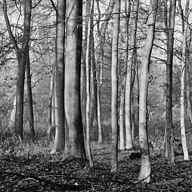 bomen van Hermann Greiling