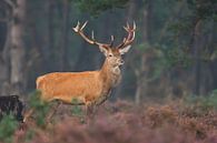 Red deer by Pim Leijen thumbnail