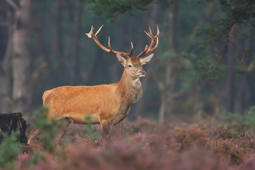 Red deer by Pim Leijen