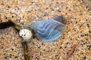 Meerestier am Strand