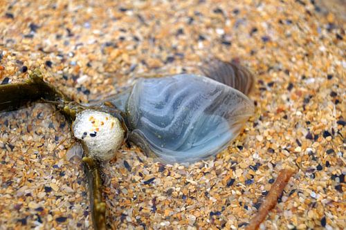 Zeewezen op het strand
