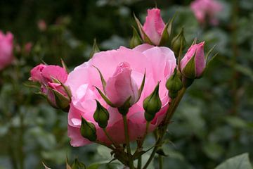 een romantische roze roos met knoppen in de tuin van W J Kok