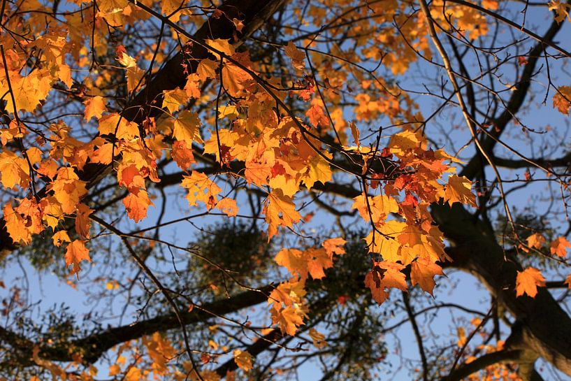 Érable par Thomas Jäger