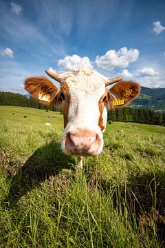 Douce vache de l'Allgäu sur Leo Schindzielorz