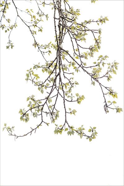 Minimalisme in nature von Willy Sybesma