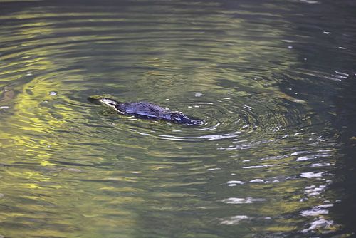een vogelbekdier drijvend in een kreek in het Eungella National Park , Queensland, Australië