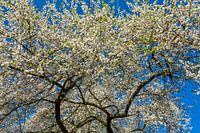 Frühlingsblüte