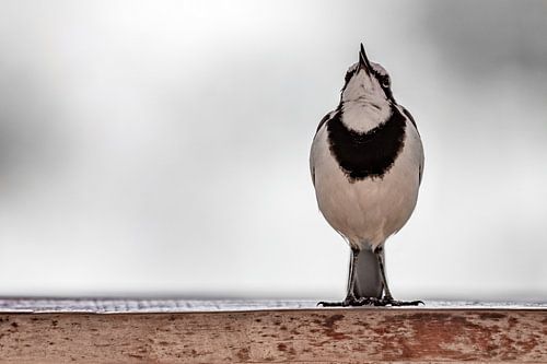 Fluitend Kwikstaartje