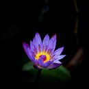 Blauwe Lotus van Insolitus Fotografie thumbnail